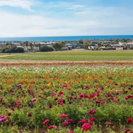 Carlsbad Flower Fields