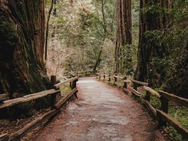 A forest path with a wooden railing, lined by tall trees along a dirt trail, leading into a serene, shaded woods.